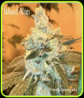 Weed Nap - Cannarado Genetics