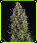 Wembley - Pyramid Seeds