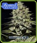 Wernard Express - Positronic Seeds