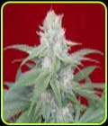 Werther's Original - Propaganja Seeds