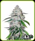 West Coast OG - FastBuds