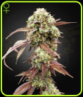 West Coast OG x Gelato 41 Auto - Green House Seeds