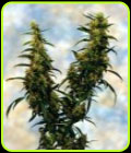Western Winds - Sagarmatha Seeds