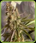 SALE - Wheres My Bike V2 - Karma Genetics - Karma Genetics