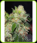 White Beelze Bubba - Karma Genetics