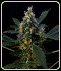 White Berry - VIP Seeds