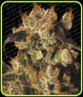 White Berry - Paradise Seeds