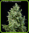 White Bhutanese - Mandala Seeds