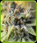 White Buzz - Gage Green Group