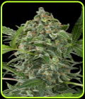 White Cheese Autoflowering - Dinafem Seeds
