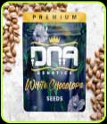 White Chocolope - DNA Genetics Seeds