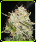 White Chronic - Cream of the Crop