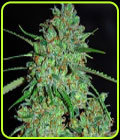 White Critical - G13 Labs Seeds