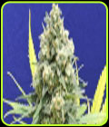 White Critical - Original Sensible Seeds