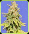 White Crystal Meth Auto - Original Sensible Seeds