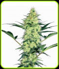 White Diesel - White Label Seeds
