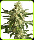 White Diesel Haze Automatic - White Label Seeds