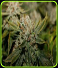 White Fire - OG Raskal Seeds