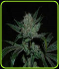 White Fire Alien - OG Raskal Seeds