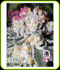 White Fire OG - Growers Choice