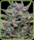 White Fire OG Kush - Big Head Seeds