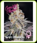 White Fire Punch - Growers Choice
