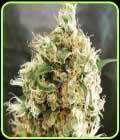 White Goblin Auto - Freedom of Seeds