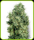 White Gold - White Label Seeds