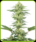 White Gorilla Haze - White Label Seeds