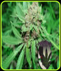 White Grapes - Purple Caper Seeds