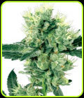 White Haze - White Label Seeds
