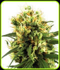 White Haze Automatic - White Label Seeds