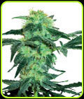 White Ice - White Label Seeds
