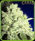 White Indica - Ceres Seeds