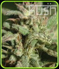 White Kush - Kush Cannabis Seeds