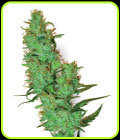 White Label Jack Herer - White Label Seeds
