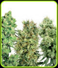 White Label Regular Mix - White Label Seeds