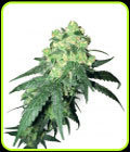 White Label Rhino - White Label Seeds