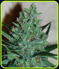 White Lavender - G13 Labs Seeds