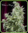 White Magic - Mandala Seeds