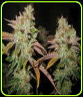 White Master - OG Raskal Seeds