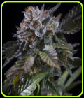 White Noise - Paradise Seeds