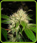 White OG V2.0 - Karma Genetics