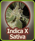 White Panther - John Sinclair Seeds