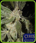 White Panther (AKA White Smurf) - Ceres Seeds