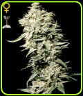 White Rhino - Green House Seeds