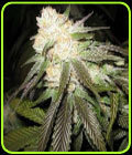 White Romulan - OG Raskal Seeds