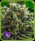 White Runtz - Anesia Seeds