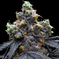 SALE - White Runtz x Hollywood - TasteBudz Seeds - Cannabis Seed Sale Items