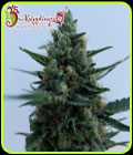 White Rush Auto - Dr Krippling Seeds
